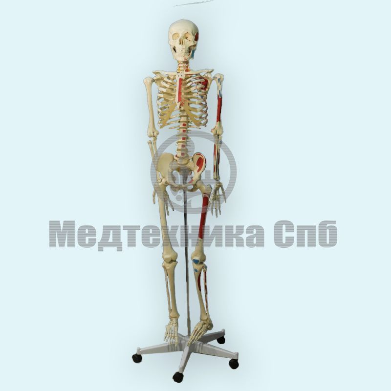 Модель скелета человека места прикрепления мышц (со стойкой)