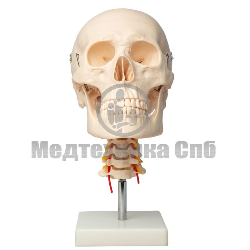 Модель черепа с шейными позвонками 4 части (на подставке)