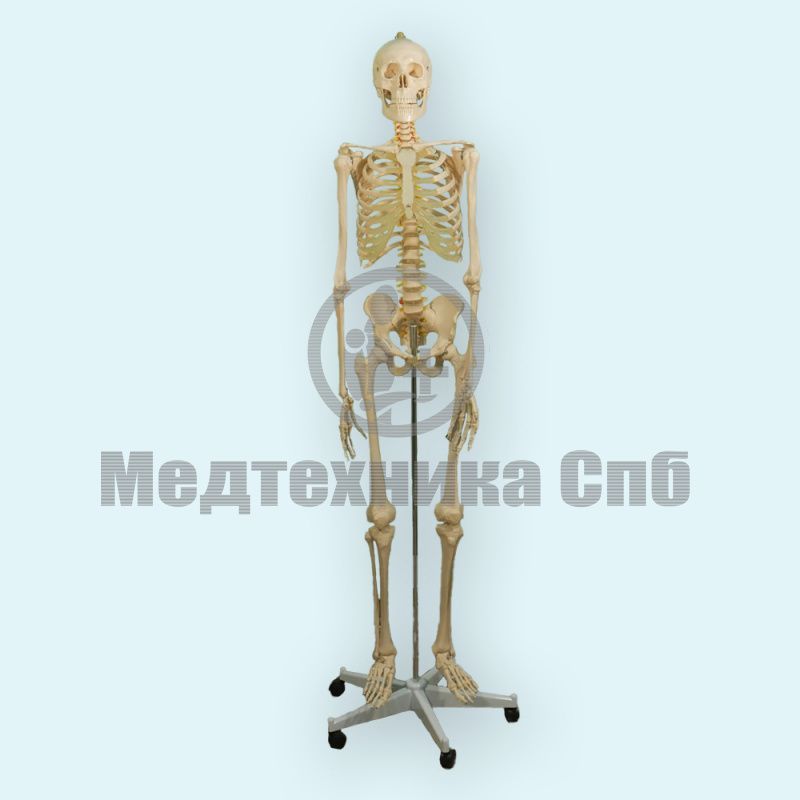 Модель скелета человека (со стойкой)