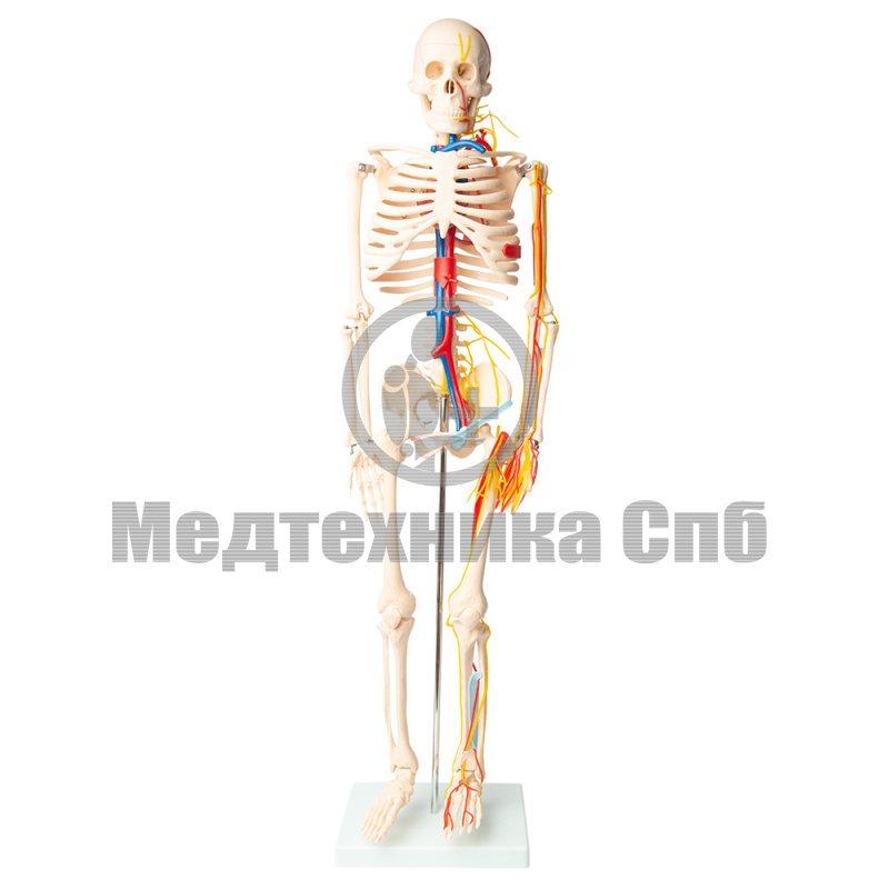 Модель скелета основные сосуды и нервы 80 см (на подставке)