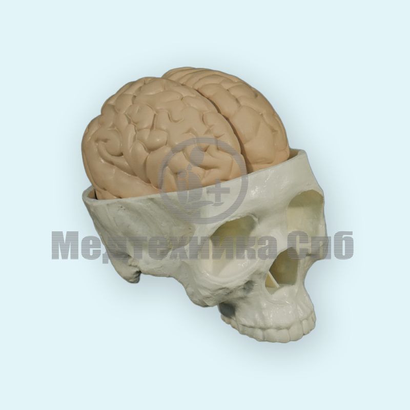Модель нижней части черепа с мозгом разборная 6 частей