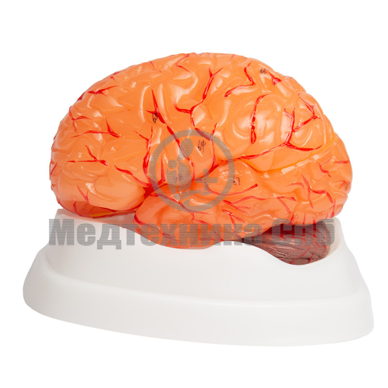 Модель головного мозга с артериями разборная 9 частей (на подставке)