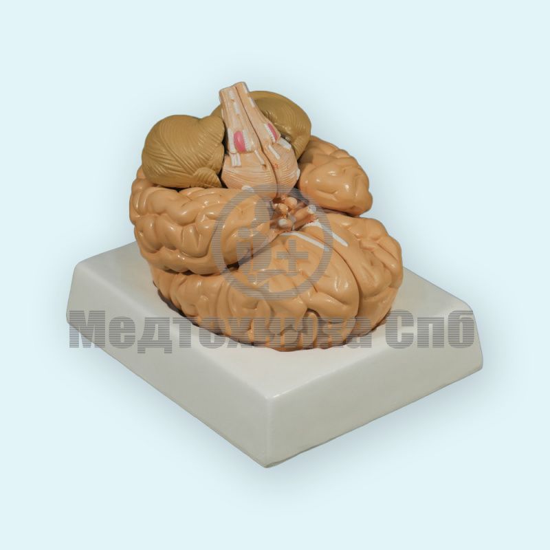 Модель головного мозга разборная 8 частей (на подставке)