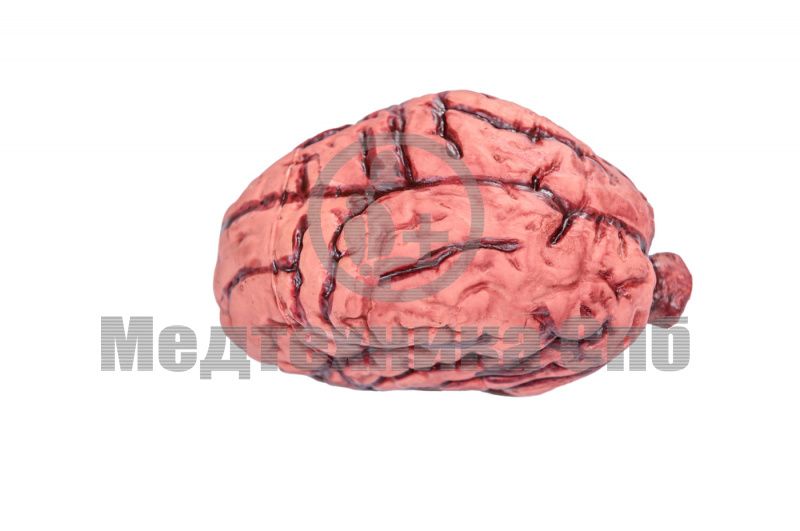 Фантом головного мозга (средний размер)