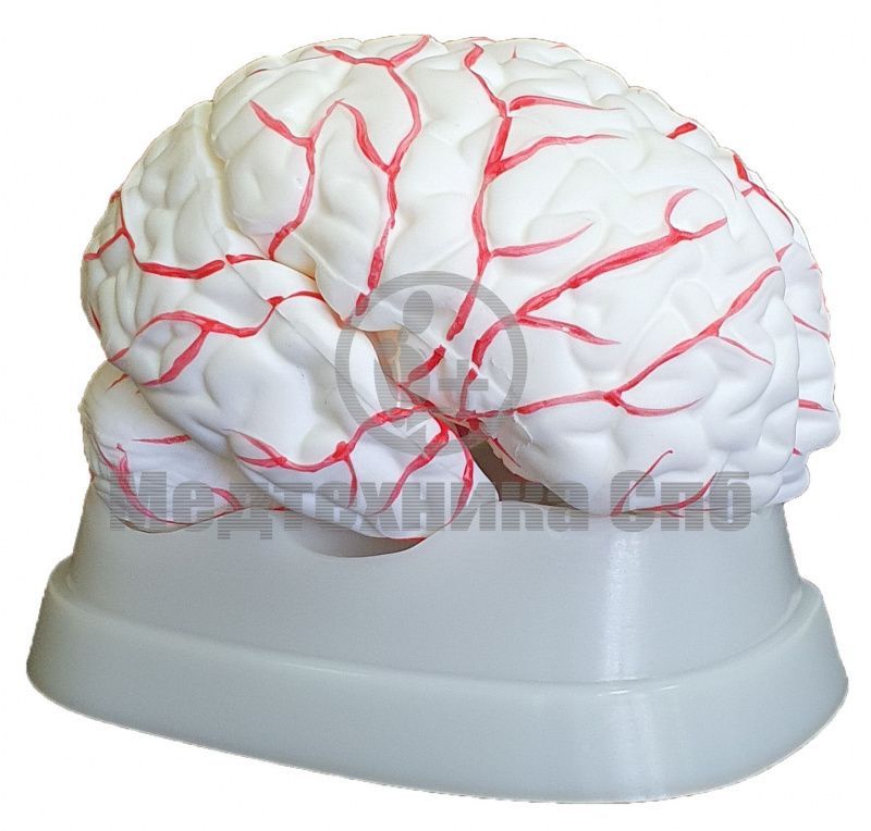 Модель головного мозга с артериями разборная 8 частей (на подставке)
