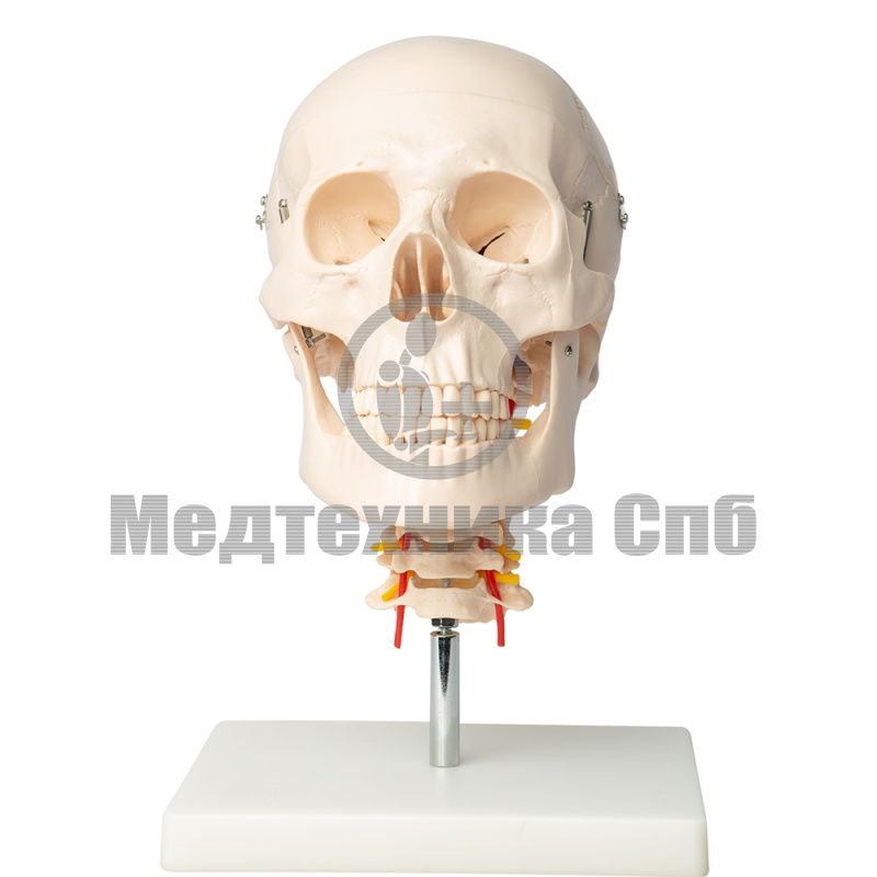 Модель черепа с шейными позвонками и головным мозгом