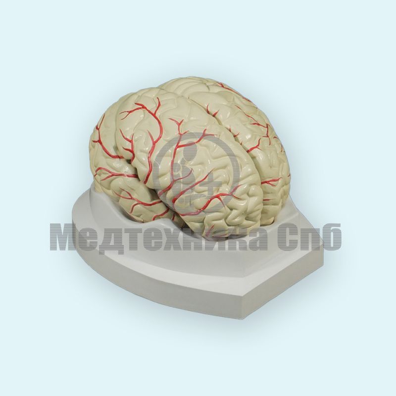 Модель головного мозга с артериями разборная 8 частей