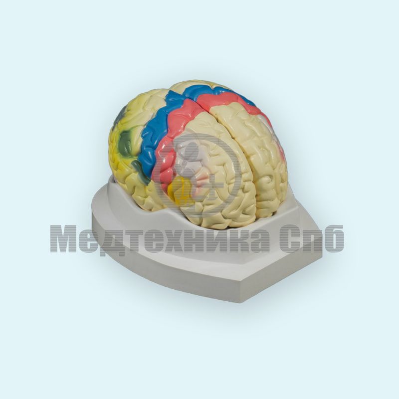 Модель головного мозга функциональные зоны