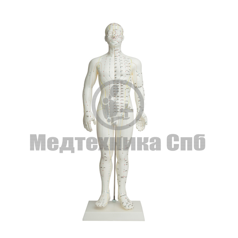 Модель акупунктуры мужская фигура 50 см (на подставке)
