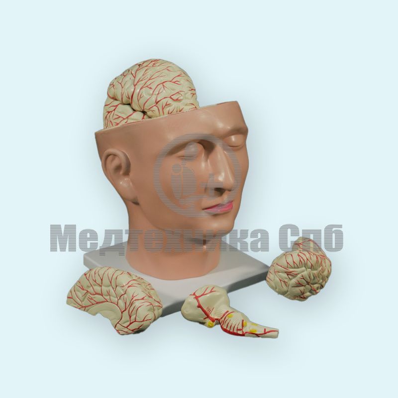 Модель головного мозга на подставке в форме лица.