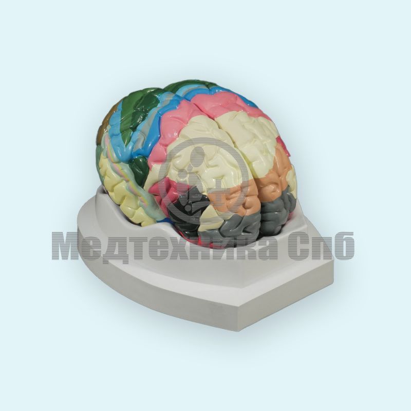 Модель головного мозга цитоархитектонические поля
