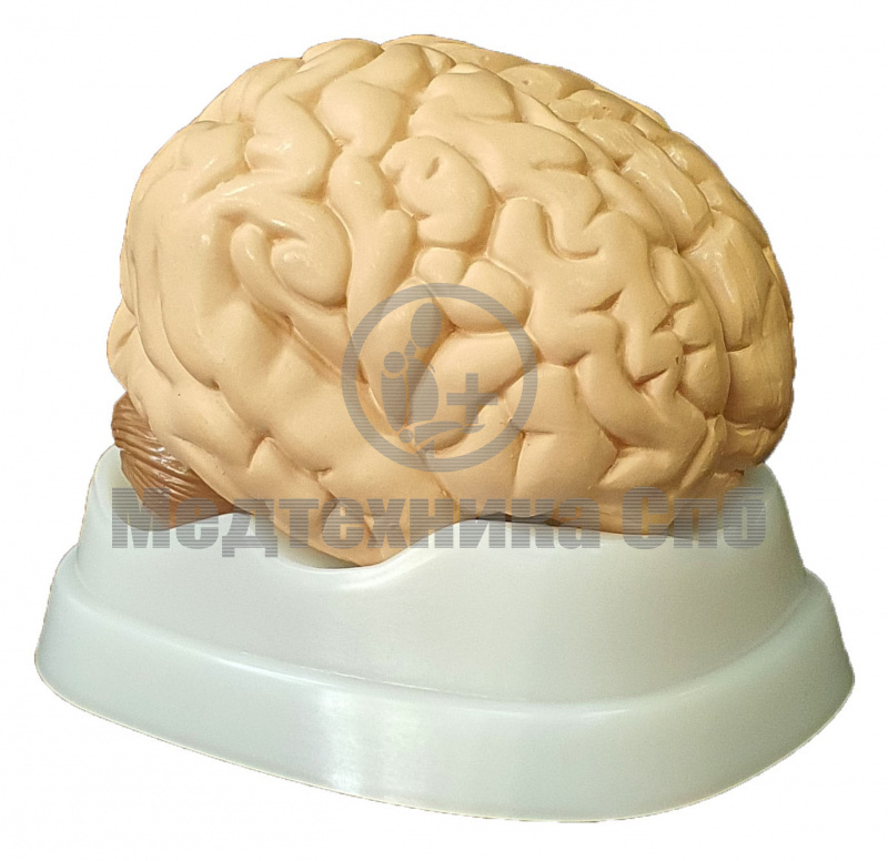 Модель головного мозга разборная 5 частей (на подставке)