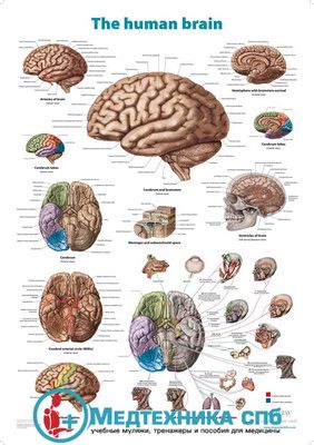 Головной мозг (плакат на английском языке)