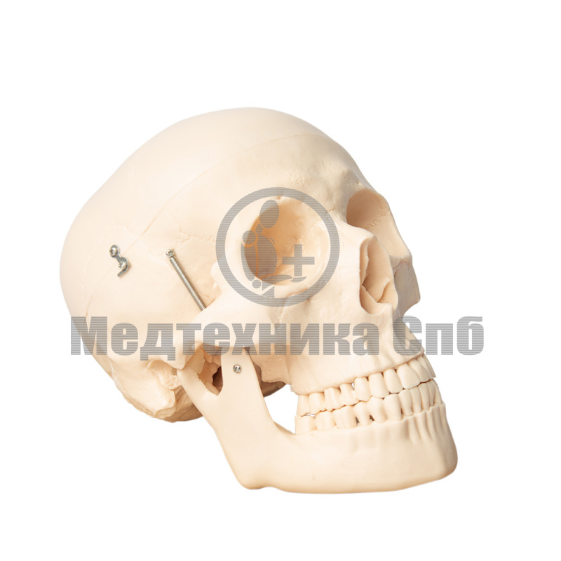 Модель черепа с головным мозгом разборная 11 частей