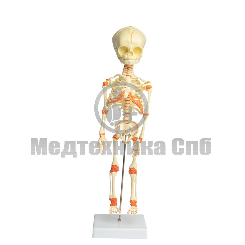 Модель скелета младенца (на подставке) 