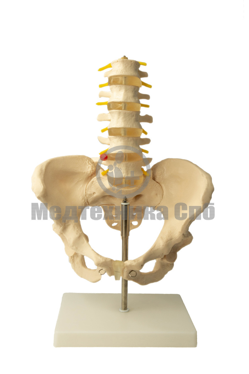 Модель костей скелета таза с 5-ю поясничными позвонками, на подставке