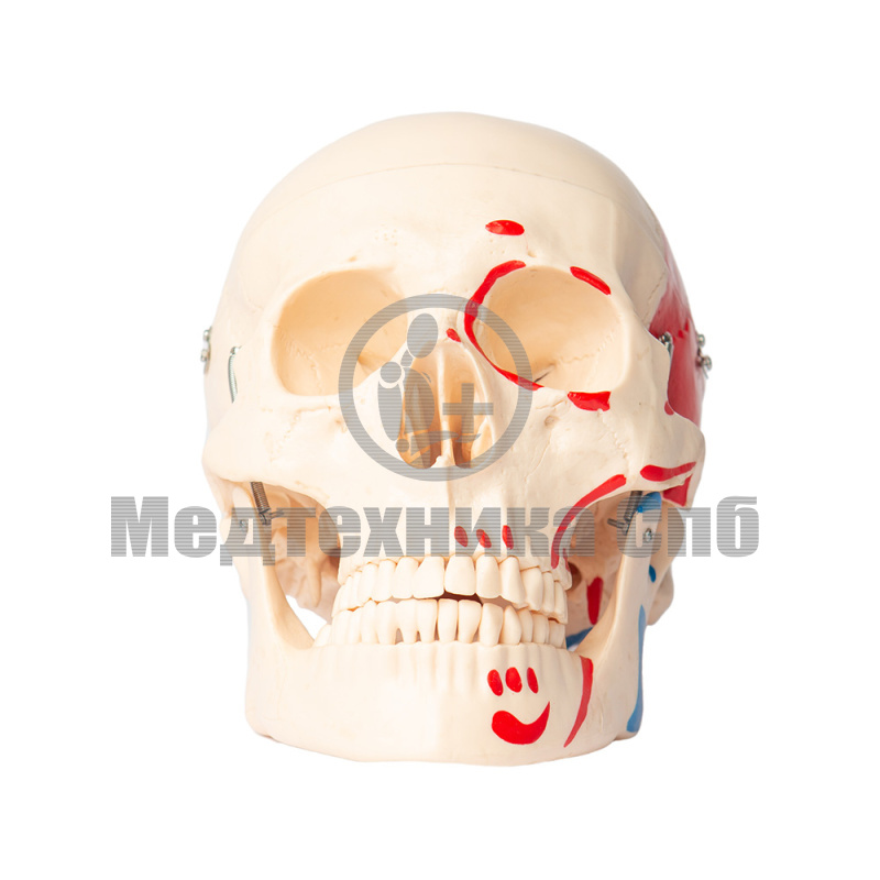 Модель черепа с местами прикрепления мышц 3 части
