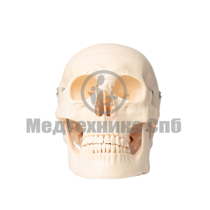 Модель черепа человека 3 части