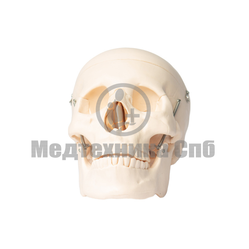 Модель черепа человека 3 части