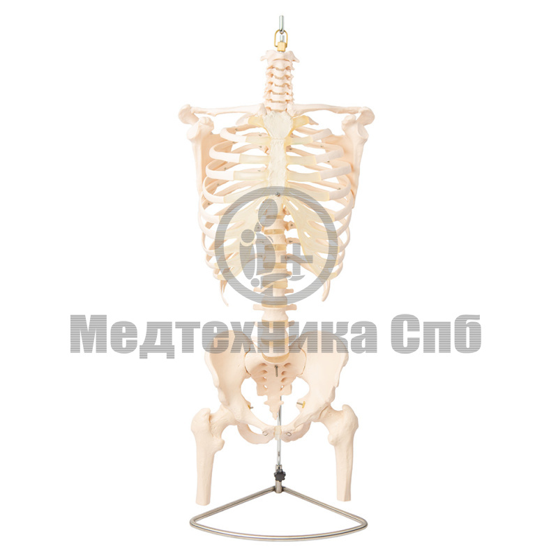 Модель позвоночника с грудной клеткой, ключицей, лопаткой, костями таза и головками бедренных костей (на штативе)