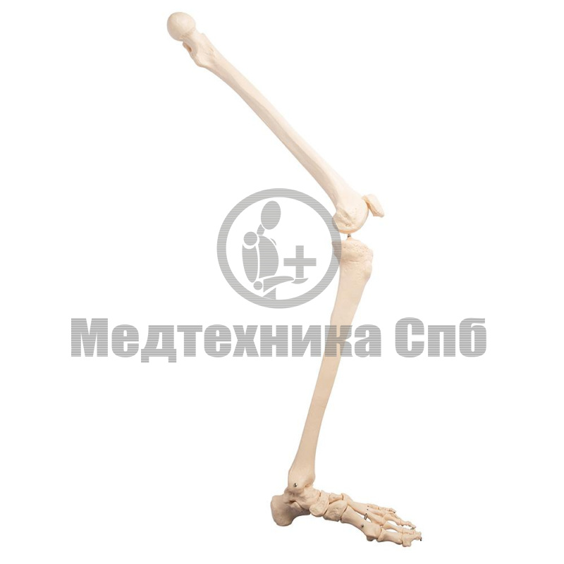 Модель костей левой нижней конечности