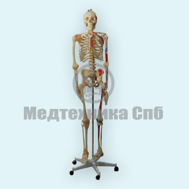 Модель скелета человека места прикрепления мышц и связки