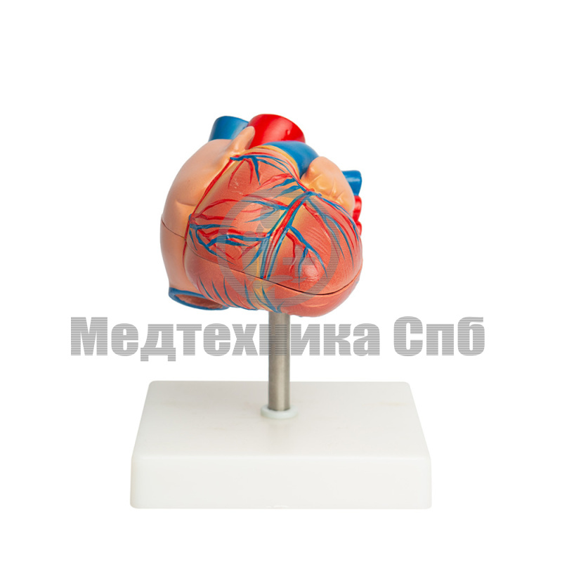 Модель сердца человека, 2 части