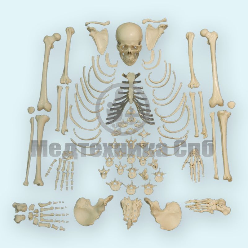 Модели костей скелета человека (набор)