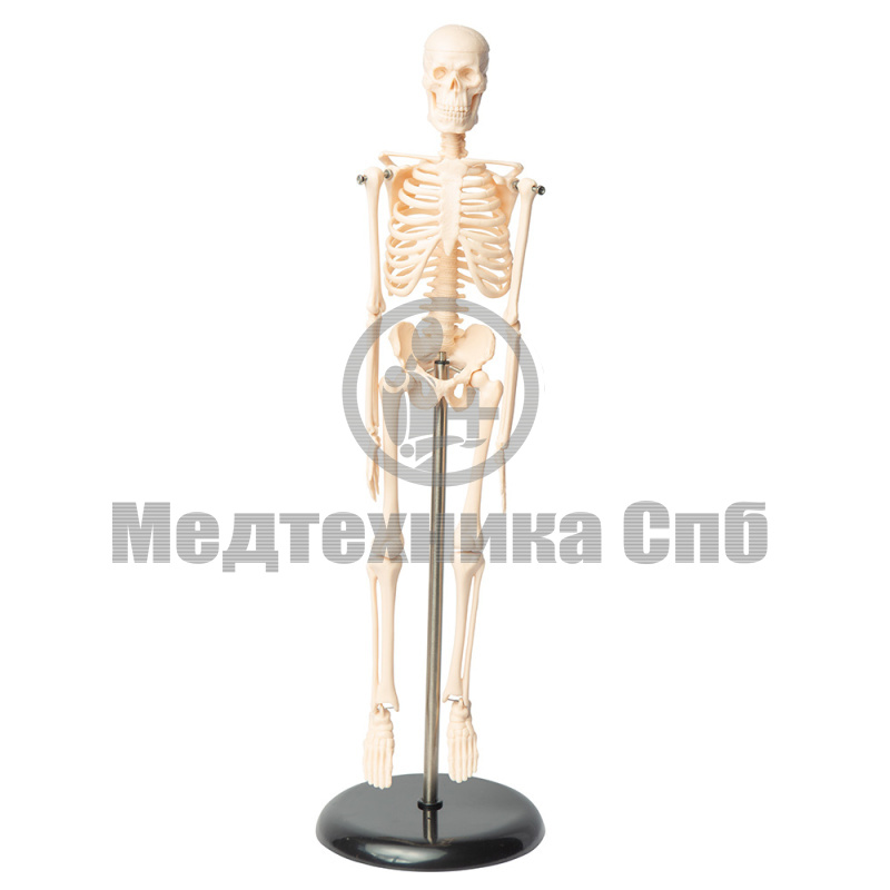 Модель скелета человека 45 см (на подставке)