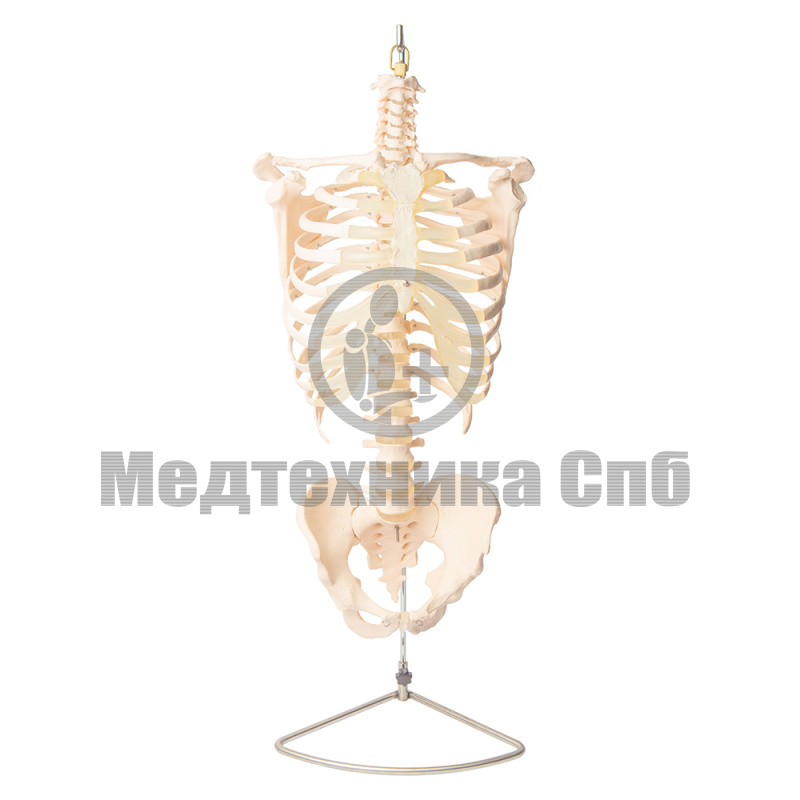 Модель позвоночника грудная клетка и кости таза (на штативе)