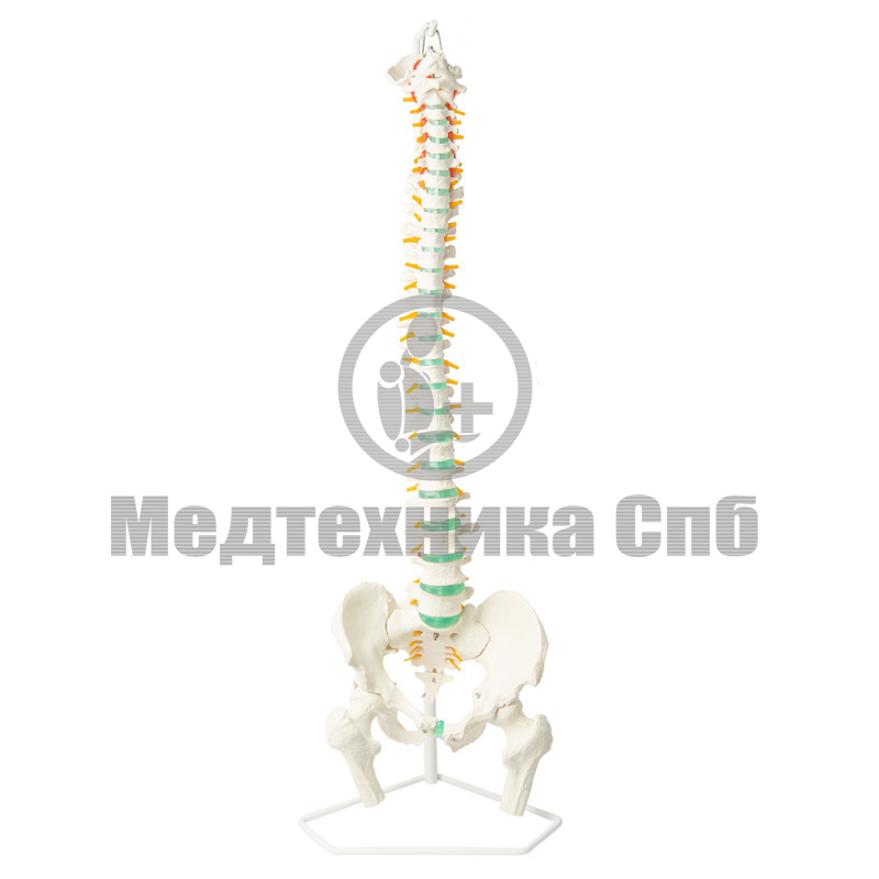 Модель позвоночника с костями таза и головками бедренных костей (на штативе)