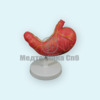 Модель желудка 2 части (на подставке)