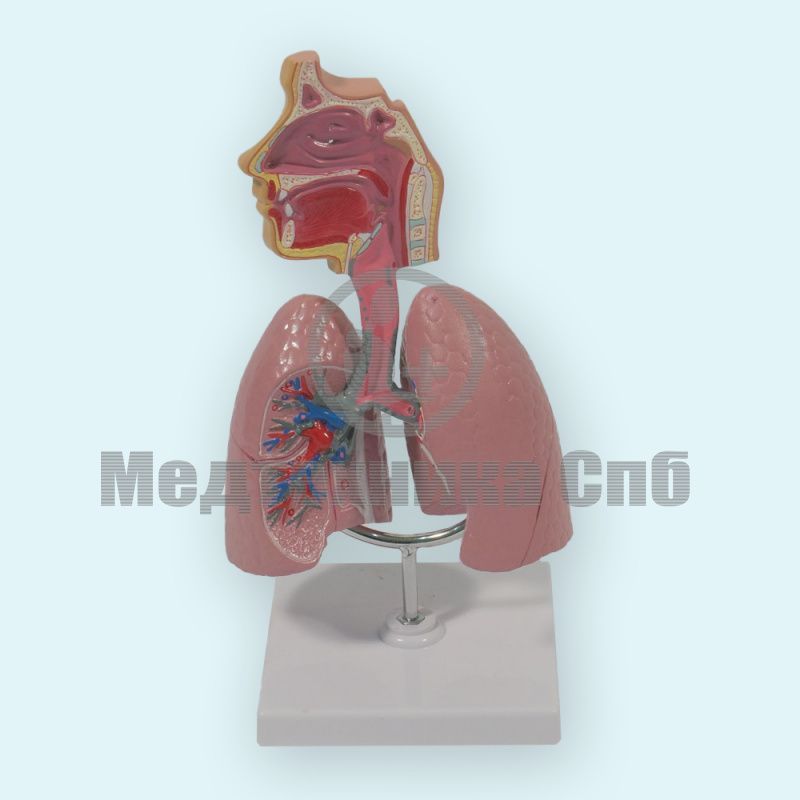 Модель дыхательной системы (на подставке)