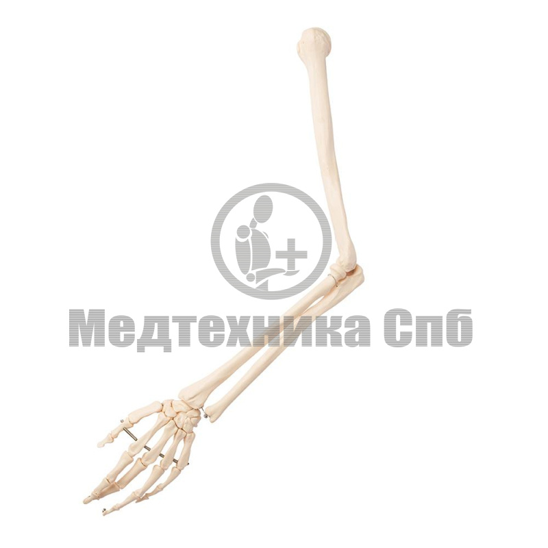 Модель костей левой верхней конечности
