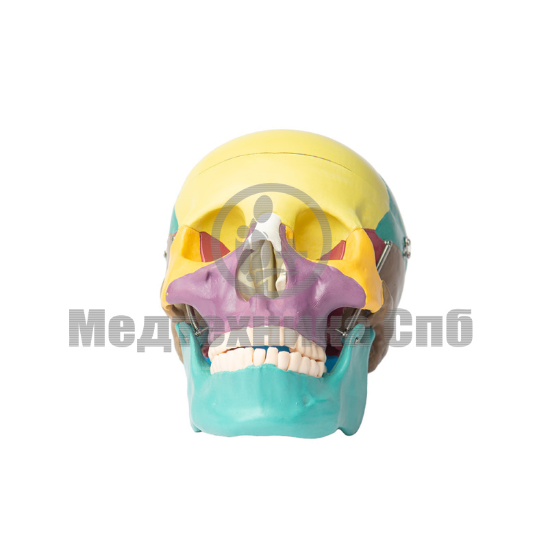 Модель черепа человека с раскрашенными костями 3 части